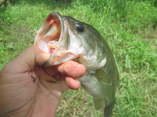 ラージマウスバスの釣果