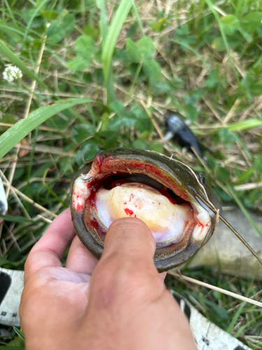 マナマズの釣果