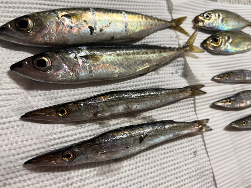 サバの釣果