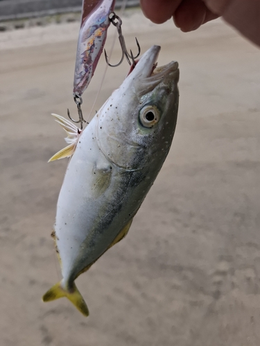 ワカシの釣果