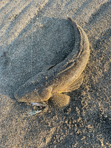 マゴチの釣果