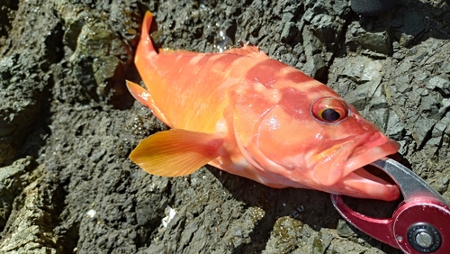 アカハタの釣果