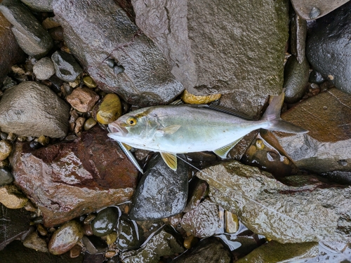 ネリゴの釣果