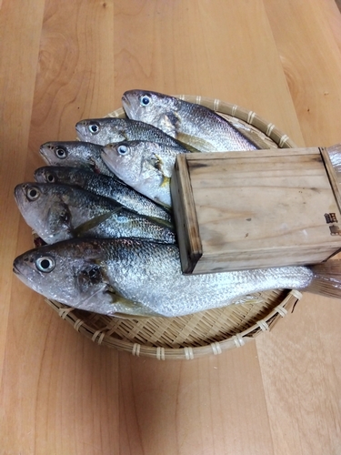 イシモチの釣果