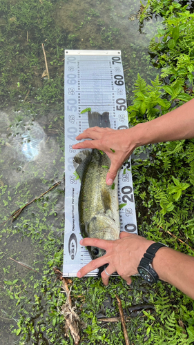 ラージマウスバスの釣果