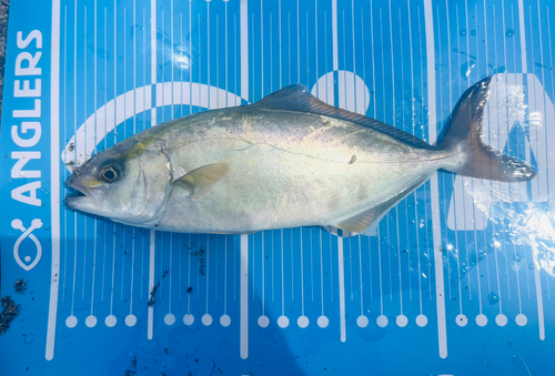 ショゴの釣果