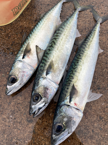 サバの釣果