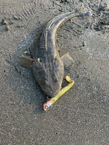 マゴチの釣果