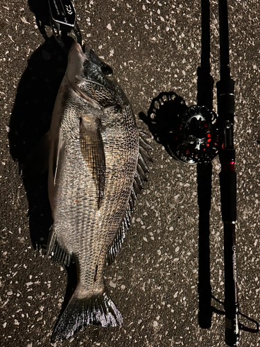 クロダイの釣果