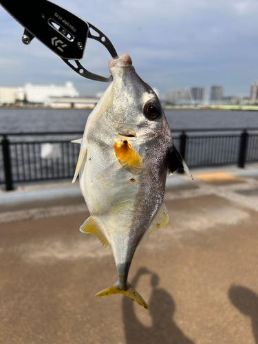 ギマの釣果