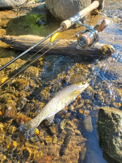 ニジマスの釣果