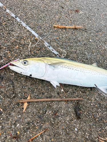 サゴシの釣果