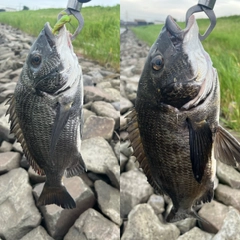 クロダイの釣果