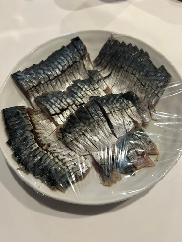 サバの釣果