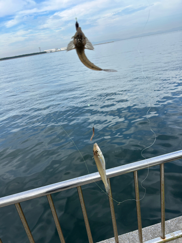 シロギスの釣果