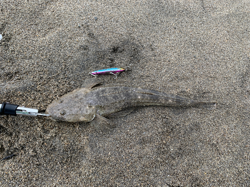 マゴチの釣果