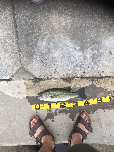 ブラックバスの釣果