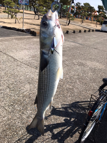 ボラの釣果