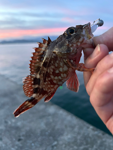 カサゴの釣果