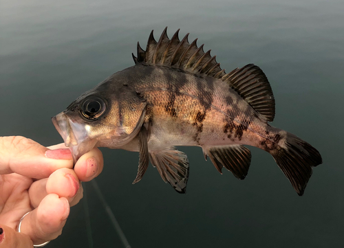 釣果