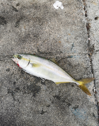 ツバスの釣果