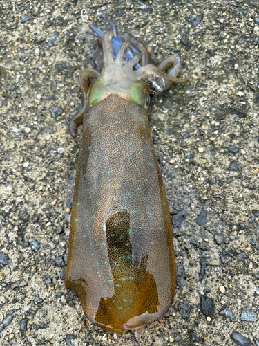 アオリイカの釣果