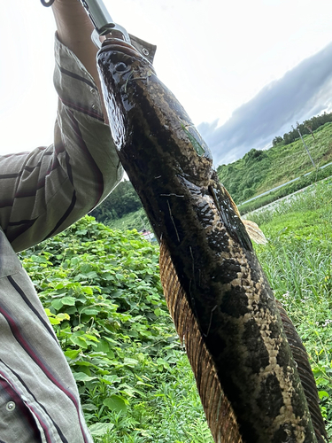 ライギョの釣果