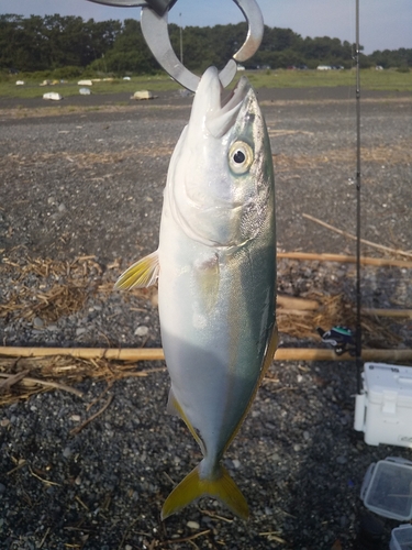 ワカシの釣果