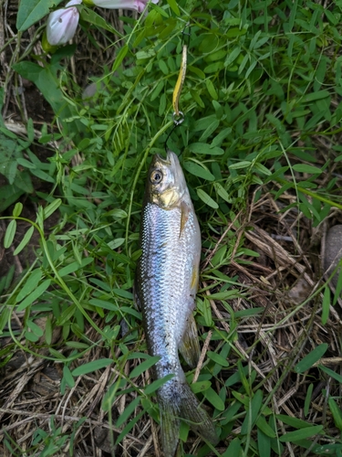 カワムツの釣果