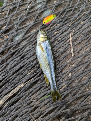 カワムツの釣果