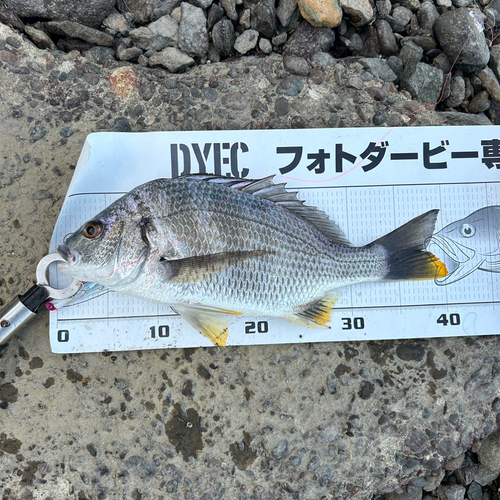 キビレの釣果