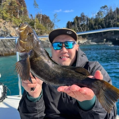 アイナメの釣果