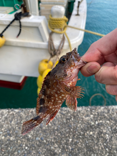 カマスの釣果