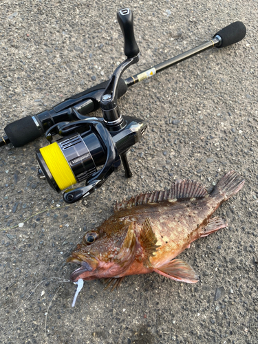 カサゴの釣果