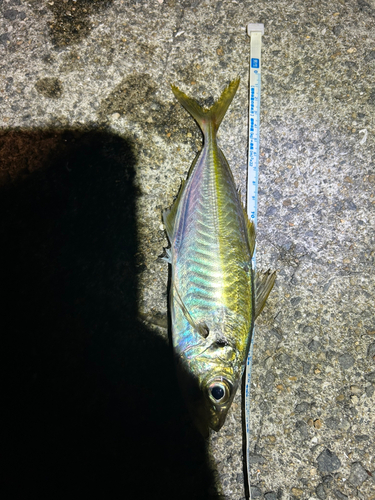 マアジの釣果