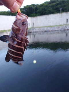 マハタモドキの釣果