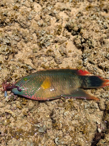 ミツバモチノウオの釣果