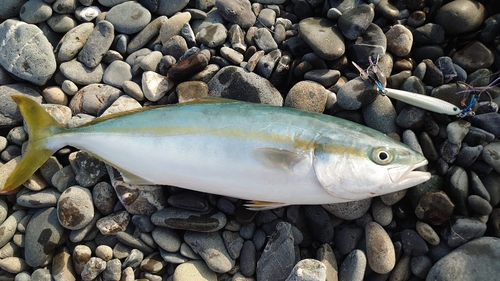 イナダの釣果