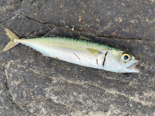 サバの釣果