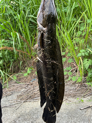 ナマズの釣果