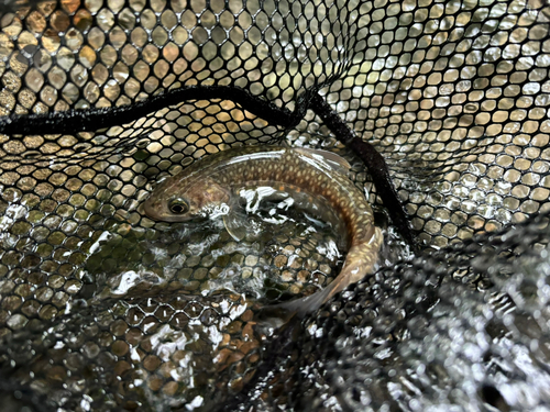 イワナの釣果