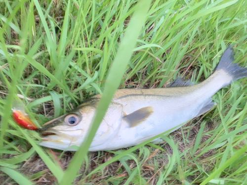 スズキの釣果