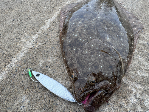 ヒラメの釣果