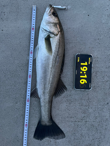 シーバスの釣果