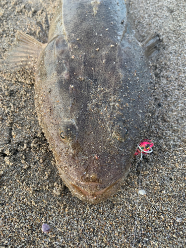 マゴチの釣果