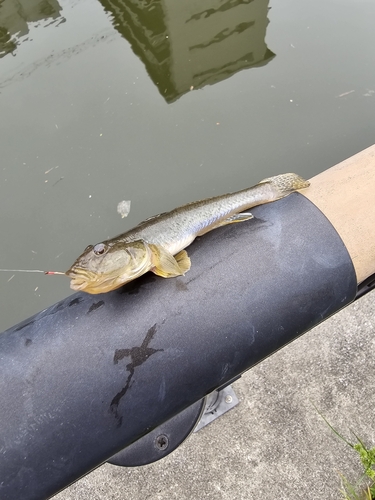 マハゼの釣果