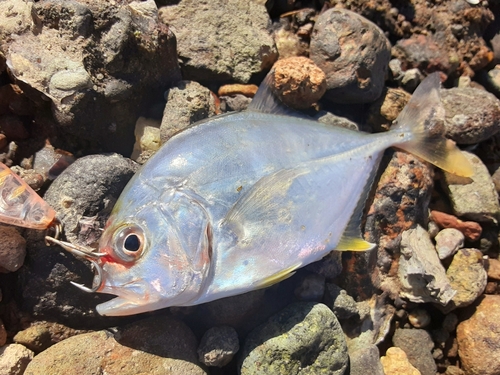 メッキの釣果