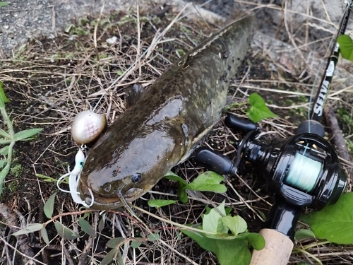 ナマズの釣果