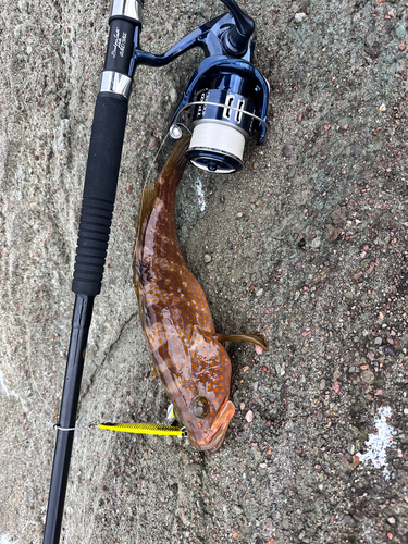 アコウの釣果