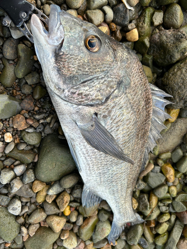 チヌの釣果